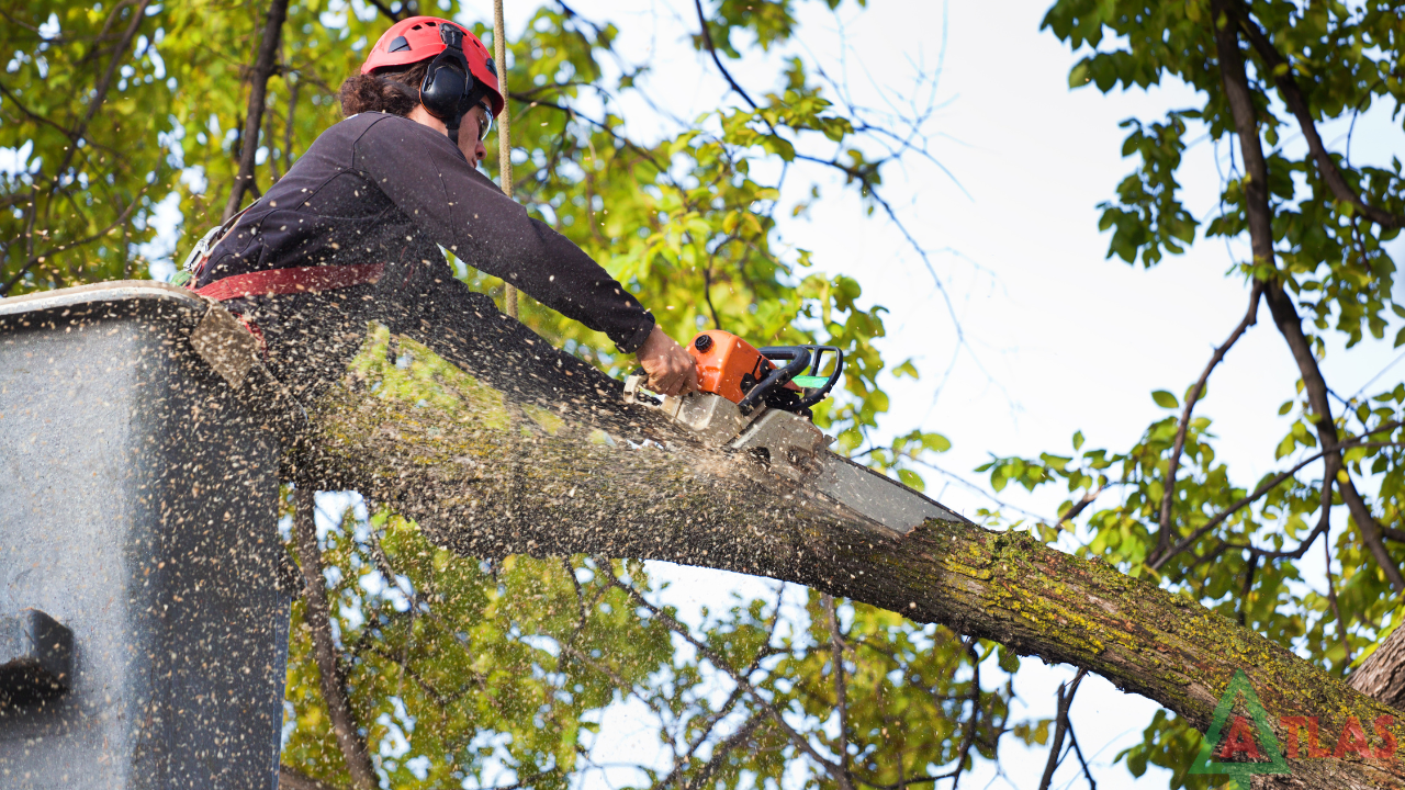 Reliable Tree Removal Service in Jackson MI for Storm Damage Cleanup