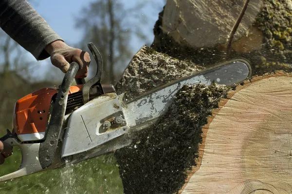 Experienced Arborists at Sindt Tree Service of Auburn for Every Job