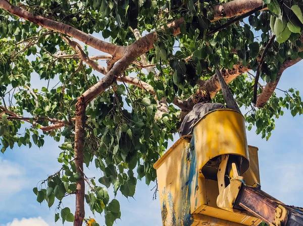 Shelton Tree Service Professionals You Can Count On