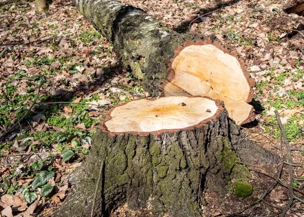 Local Tree Service Near Me You Can Trust