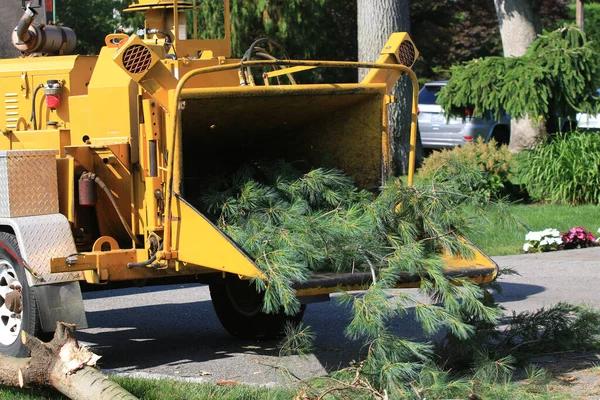 Affordable Tree Service Auburn for Professional Tree Care